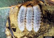 Larvae of yellow-poplar weevil