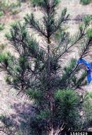 Damage to Virginia pine from pine tortoise scale