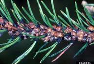 Pine tortoise scales; note the tortoise shell shape and color pattern