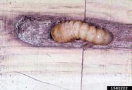 Larvae of locust borer in feeding galleries
