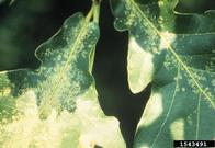 Oak foliage showing damage (yellow stippling) on the upper leaf surface from feeding of oak lace bug