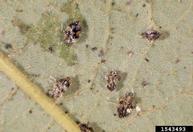 Nymphs of oak lace bug on underside of oak leaf