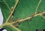 Adults of sycamore lace bug feed in groups on the undersides of leaves (note the black fecal spots)