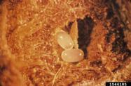 Eggs of eastern pine weevil