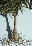 Damage yew seedling roots from black vine weevil larvae.