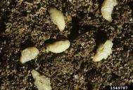 Pupae of black vine weevil occur naked in the soil