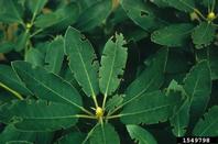 Adult black vine weevils notch edges of rhododendron leaves