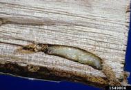 Pupa of bronze birch borer in outer sapwood