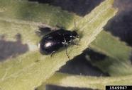 Adult of imported willow leaf beetle
