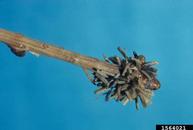 Cluster of overwintering larch casebearer in cases at tip of twig