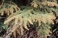 Damage to Sitka spruce from spruce aphid
