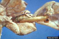 Arborvitae leafminer pupa