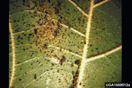 Close up showing the black fecal spots deposited by sycamore lace bug