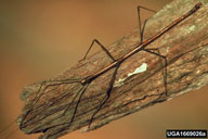 Adult of the northern walkingstick