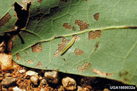 Oak skeletonizer larva feeding on the underside of an oak leaf