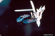 Pupae of the western spruce budworm