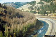 Defoliation and tree mortality caused by Douglas-fir tussock moth