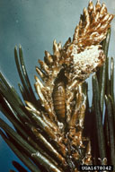 Live pupa of European pine shoot moth in place in damaged shoot