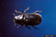 Adult of spruce beetle