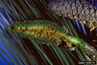 Damage inside a white pine cone caused by feeding of larvae of white pine cone beetle