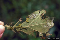 Young larvae of orangestriped oakworm