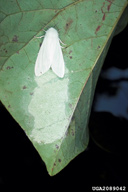 Eggs of fall webworm near adult female