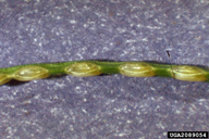 Close up of eggs in pine needle