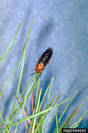 Adult red-headed pine sawfly