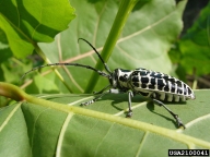 Adult of cottonwood borer