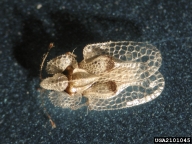 Adult of sycamore lacebug