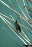 Adult female of European pine sawfly