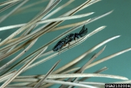 Adult male of European pine sawfly (see enlarged antennae)