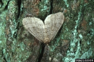 Male adult of winter moth