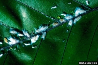 Close up of woolly beech aphid showing nymphs and older stages with wool