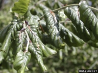 Leaf rolling on European beech, a symptom of damage by woolly beech aphid