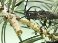 Adult feeding on twigs