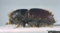 Fully darkened, mature specimen of the engraver beetle