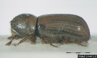 Adult of the striped ambrosia beetle