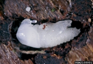 Close up of one pupa