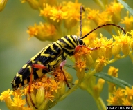Locust borer feeding on pollen of goldenrod