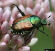 Adult Japanese beetle
