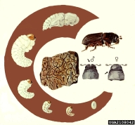 Life cycle diagram of southern pine beetle, showing various larval stages