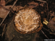 Galleries of redbay beetle in redbay tree trunk, seen in cross section