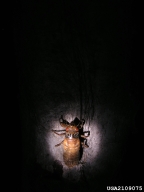 Nymph of periodical cicada, the below-ground life stage