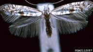 Adult of arborvitae leafminer (moth wingspan is 8 mm)