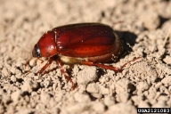 Adults of two species of May and June beetles, showing general body form shared by most species in genus