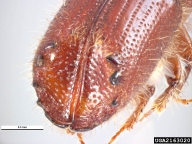 Adult of southern pine engraver; see the scoped out area of the fore wings and the surrounding teeth