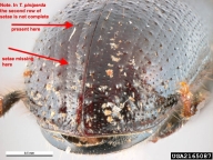 Diagnostic characters for recognition of larger pine shoot beetle: absence of setae in the second row (counting from the midline), toward the rear of the beetle
