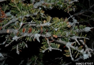 Goutiness of Fraser fir twigs due to feeding by balsam woolly adelgid