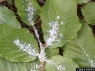 Colony of woolly beech aphid on undersurface of leaves of European beech